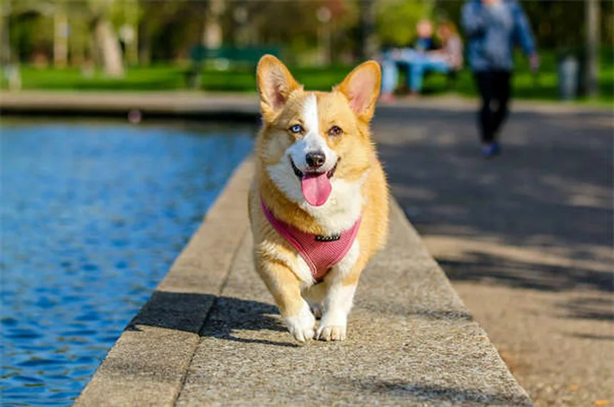 ボブキャットフィーバー症状と予防法、飼い主が知るべき5つのポイント