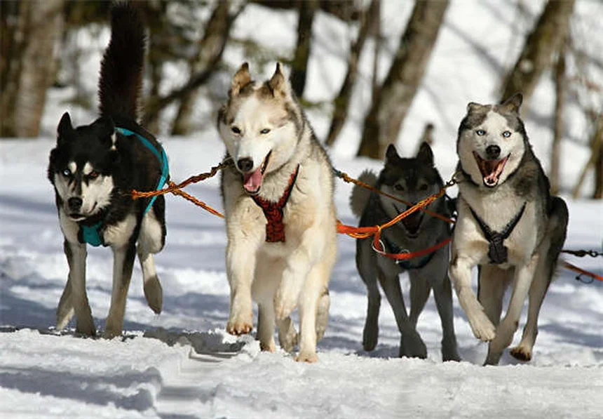 危険すぎる…犬に絶対使ってはいけないノミ・ダニ駆除精油10選と安全な対策