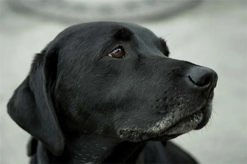 犬が過剰に舐める原因は?獣医師が解説する対処法と家庭でのケア