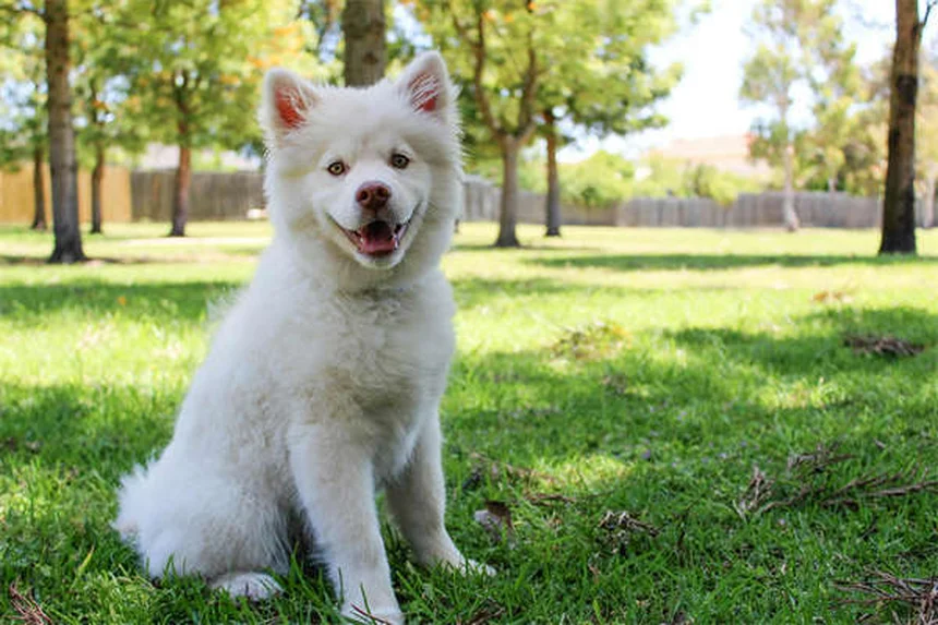 初心者におすすめの犬21選!失敗しない犬選びのコツから飼い方まで徹底解説