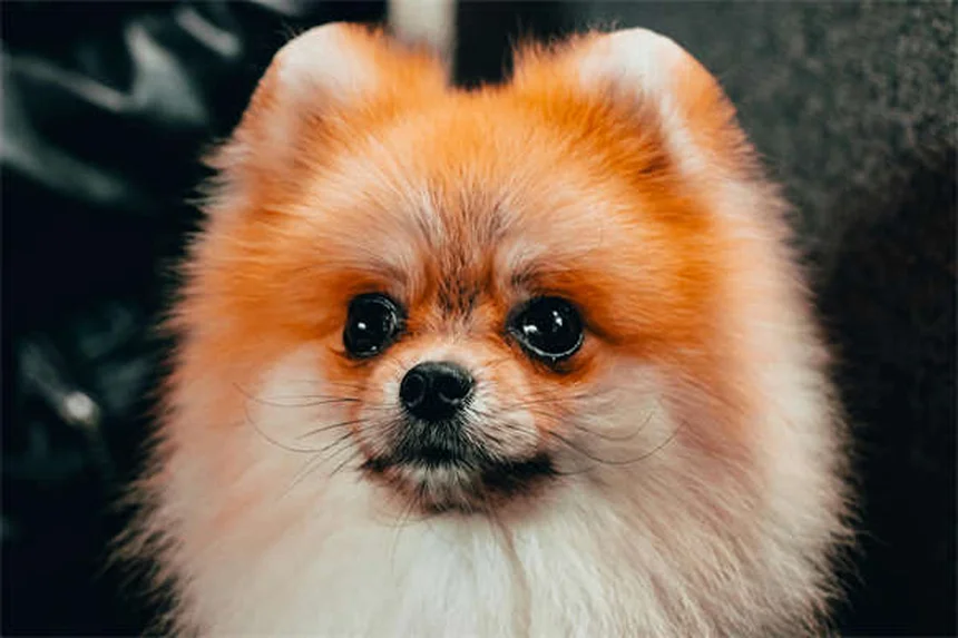 愛犬のボディコンディションスコア(BCS)を毎月チェック!簡単診断と正しい見方のコツ